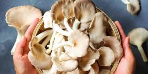 Rutin Konsumsi Jamur untuk Asupan Nutrisi Maksimal