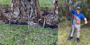Heboh Penemuan Ular Hitam Raksasa Bertarung di Belakang Rumah, Rebutan Betina