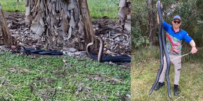 Heboh Penemuan Ular Hitam Raksasa Bertarung di Belakang Rumah, Rebutan Betina