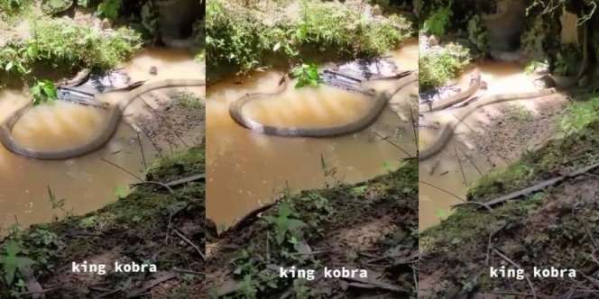 Panji Petualang Nangis Lihat King Cobra Ini, Garaga Gak Ada Apa-apanya