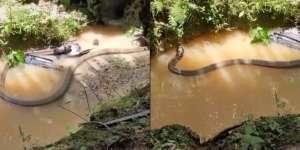 Ngeri, King Cobra Ini Ukurannya Lebihi Garaga Panji Petualang