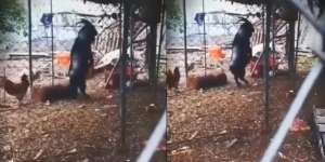 Petani 'Jual' Kambing Hitam Karena Takut, Rekaman 'Seram' Ini Mungkin Sebabnya