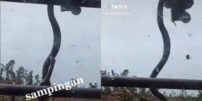 Bikin Syok, Piton Raksasa Seukuran Tiang Telepon Nyangkut di Alat Berat