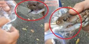Video Mengerikan, Ini yang Terjadi Ketika King Cobra Gigit Botol Air Mineral