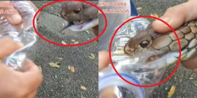 Video Mengerikan, Ini yang Terjadi Ketika King Cobra Gigit Botol Air Mineral
