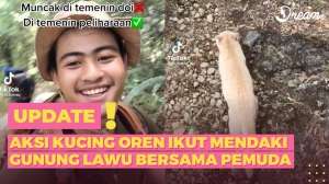 Viral Ajak Kucing Oren Daki Gunung Lawu, yang Terjadi...