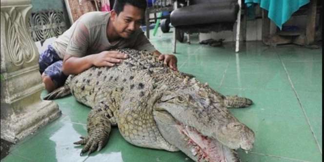 Ingat Keluarga di Bogor Pelihara Buaya Bak Kucing? Nasibnya...