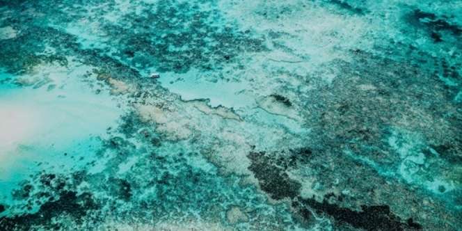Geger Foto Mahluk Misterius Mirip 'Naga Laut' dan 'Kraken' di Dasar Samudera