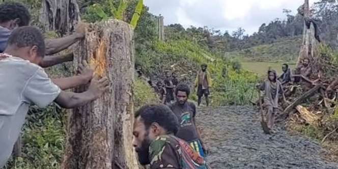 Haru, Suku Wano Papua Gotong Royong Buka Jalan demi Anak Bisa Sekolah