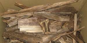 Lebih Mahal dari Jati, Harga 1 Kg Kayu Ini Capai Rp128 Miliar