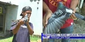 Laku Rp1,5 Miliar Dibayar Tunai, Pemilik Burung Dara Mendadak Jadi Sultan