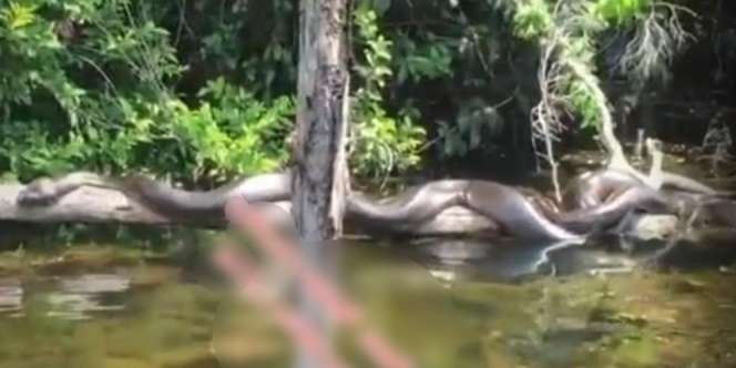 Mau Mancing di Rawa Ketemu Ular Piton Raksasa Lagi Santuy Berjemur, Auto Ngacir