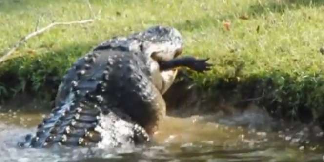 Video Detik-Detik Mengerikan Buaya Raksasa Telan Bulat-Bulat Kawannya