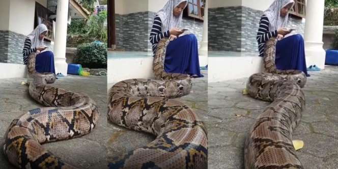Piton Raksasa Tiduran di Pangkuan Gadis Berjilbab Sambil Main HP, Netizen: Ular Lagi Ngukur Mangsanya