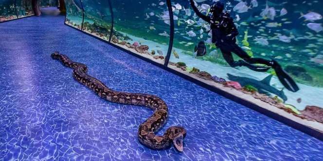 Wow, Akuarium Ini Koleksi Ular Piton Terpanjang dan Terbesar di Dunia
