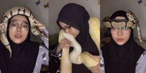 Nggak Ada Takutnya! Gadis Ini Main Sama Ular Piton Raksasa, Jadikan Turban di Kepalanya