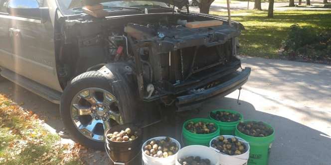 Buka Kap Mesin Setiap Mau Dipakai, Pemilik Pikap Chevrolete `Dijahili` Seekor Tupai