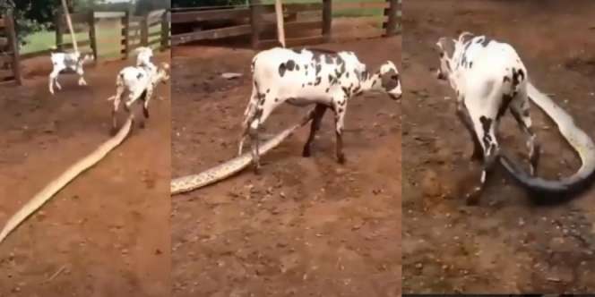 Ular Piton Salah Pilih Mangsa, Mau Makan Sapi Malah Bernasib Tragis