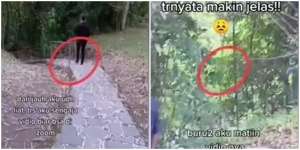 Bikin Merinding, Lagi Eksplorasi Alam Lihat Penampakan Terbang di Pepohonan