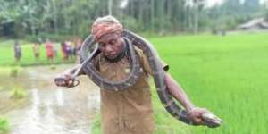 Sok-sokan Pamer Keahlian Tangkap King Cobra Sambil Menari-nari, Kakek Ini Maut