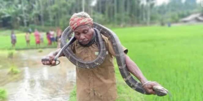 Sok-sokan Pamer Keahlian Tangkap King Cobra Sambil Menari-nari, Kakek Ini Maut