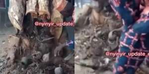 Viral Penemuan Ratusan Teko di Batang Pohon