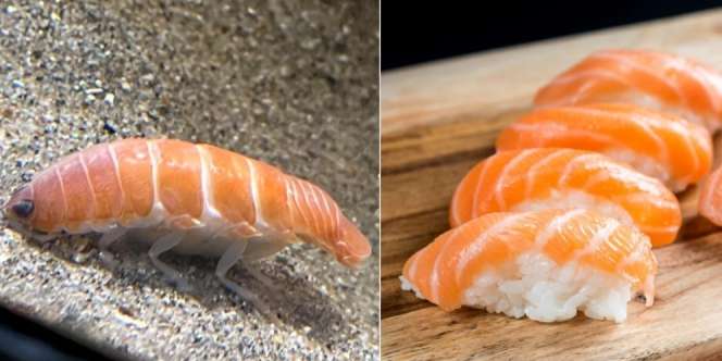 Nelayan Temukan Hewan Parasit di Pantai, Kok Mirip Sushi Salmon
