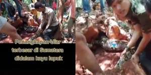 Pohon Tua dan Angker Ditebang, Ternyata di Dalamnya Dihuni 2 Ular Raksasa, Saat Dipegang Reaksinya Bikin Jantungan