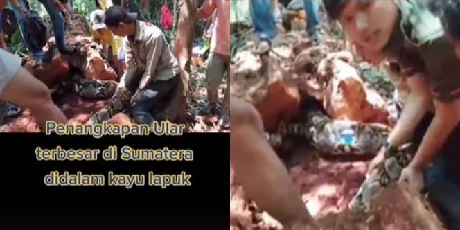 Pohon Tua dan Angker Ditebang, Ternyata di Dalamnya Dihuni 2 Ular Raksasa, Saat Dipegang Reaksinya Bikin Jantungan