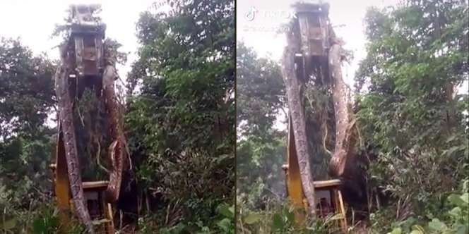 Video Detik-Detik Ular Piton Segede Pohon Dievakuasi Pakai Alat Berat