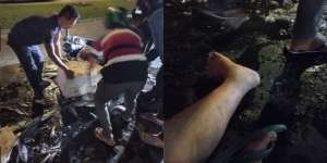 Curhat Pilu Penjual Ikan Ditabrak Sopir Pajero Tak Bertanggung Jawab: Saya Ikhlas daripada Hidup Makin Susah