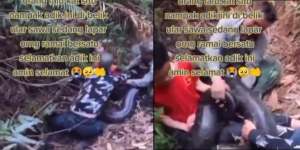 Video Detik-Detik Ular Piton Raksasa Hitam Legam Lagi Kelaparan Belit Seorang Pendaki