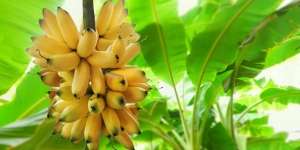 Buruh Tani Dapat Uang Rp5 Miliar Gegara Tertimpa Setandan Pisang