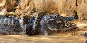 Mendebarkan! Pertarungan Sengit Ular Anaconda vs Caiman Raksasa, Siapa yang Menang?