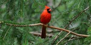 16 Arti Mimpi Burung yang Sering Diabaikan, Penting Untuk Diketahui!