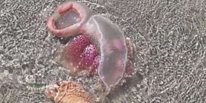 Makhluk Misterius di Pantai Ini Disebut Netizen Alien, Dugaan Ilmuwan Malah Lebih Mengerikan