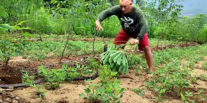 Guru Panji Petualang Temukan King Kobra Hitam Mematikan, Garaga Gak Ada Apa-apanya!