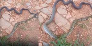Heboh Ular Aneh Berekor Cobra Kepala Piton, Netizen: Namanya KoPit, Kobra Piton