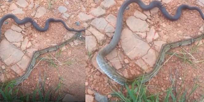Heboh Ular Aneh Berekor Cobra Kepala Piton, Netizen: Namanya KoPit, Kobra Piton