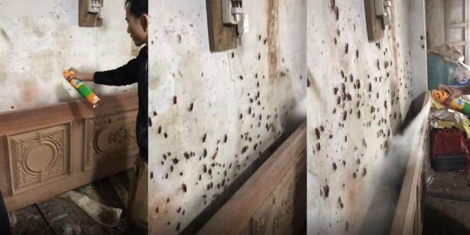 Aksi Pria Basmi Ratusan Kecoak Ini Bikin Bergidik, Ditonton 20 Juta Kali