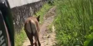 Viral! Mahasiswi Ini Telat ke Kampus Gara-gara Sapi