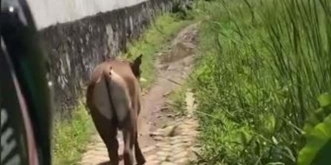 Viral! Mahasiswi Ini Telat ke Kampus Gara-gara Sapi