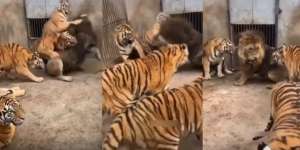Singa Jadi Bulan-bulanan Harimau Sekandang, Lihat yang Terjadi Setelah Mengaum