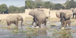Video Buaya Salah Pilih Mangsa, Diinjak-injak Gajah Sampai Tak Bernyawa