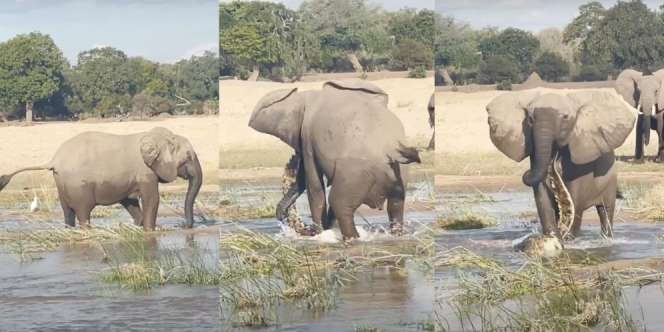 Video Buaya Salah Pilih Mangsa, Diinjak-injak Gajah Sampai Tak Bernyawa