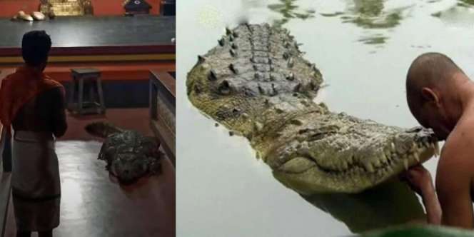 Viral Kisah Buaya Rawa 'Vegetarian' 70 Tahun Tinggal di Sekitar Kuil, Cuma Makan Nasi 2 Kali Sehari