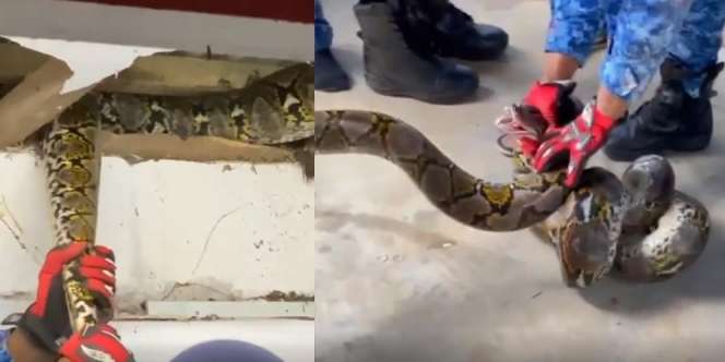 Viral Video Penemuan Ular Piton Raksasa Sembunyi di Plafon Kamar Mandi Rumah Artis