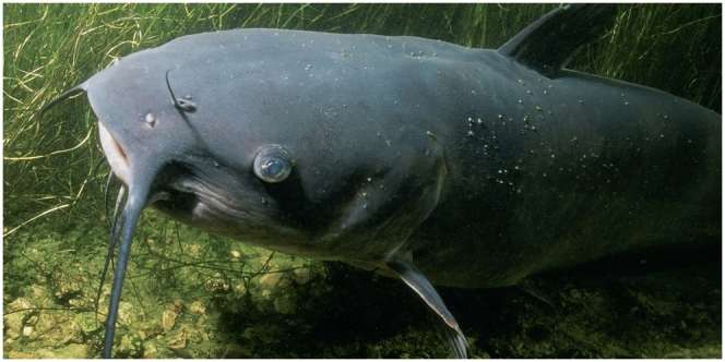 12 Arti Mimpi Ikan Lele, Tersimpan Makna Tentang Karier, Kesehatan, sampai Urusan Asmara