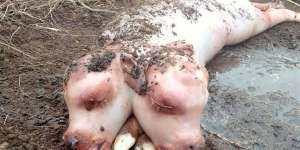 Geger Anak Sapi Lahir Berkepala Dua, Badannya Mirip Babi