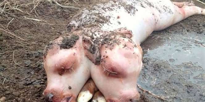 Geger Anak Sapi Lahir Berkepala Dua, Badannya Mirip Babi